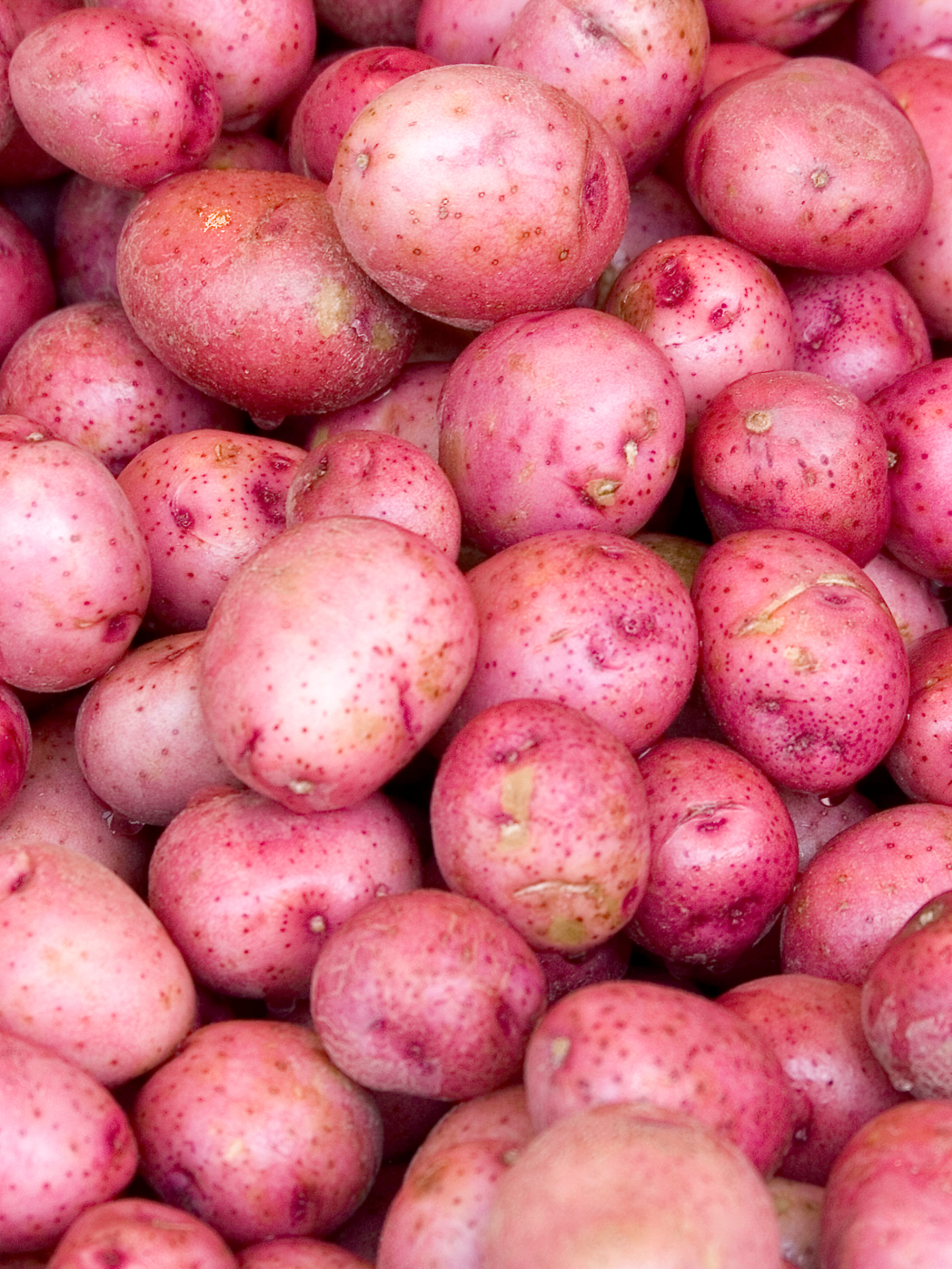 potato, red