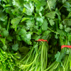 Bunch of Cilantro - Image 3
